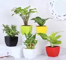 Plants