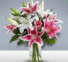 Lilies Flower