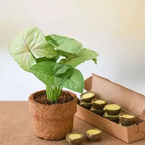 Diwali Plants Gift