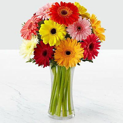 gerberas