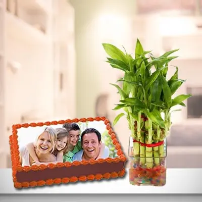 Photo Cake With Lucky Bamboo Plant