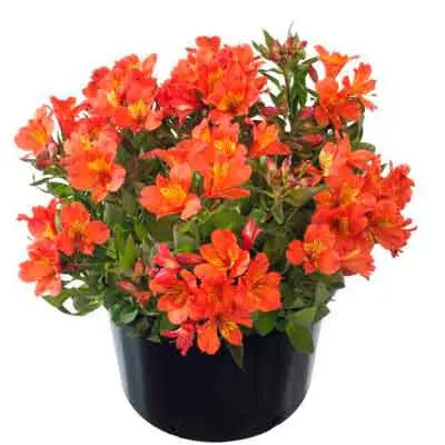 Alstroemeria Flowers Plants