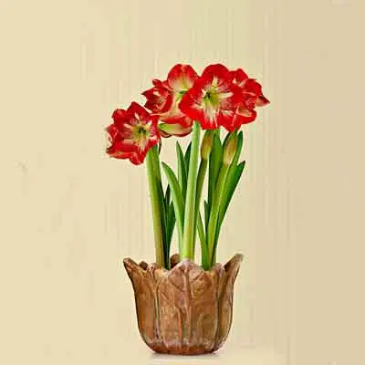 Amaryllis Flowers Plants