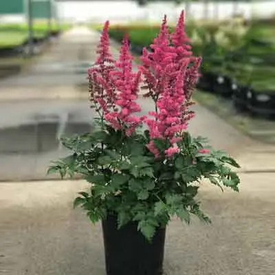 Astilbe Flowers Plant