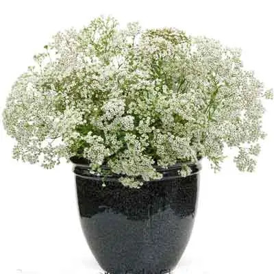 Babys Breath Flowers Plant