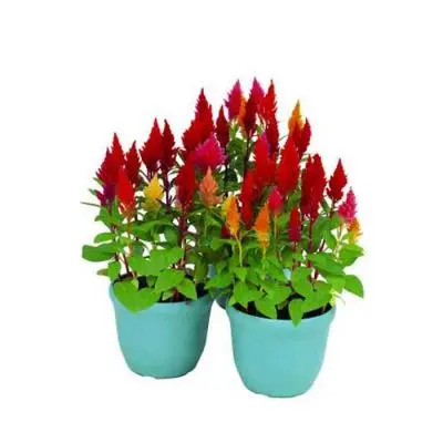 Celosia Flowers Plant