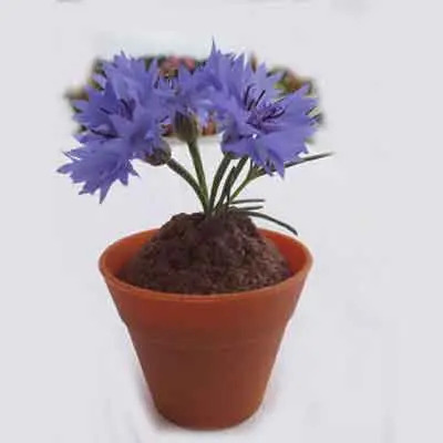 Cornflower Flowers Plant