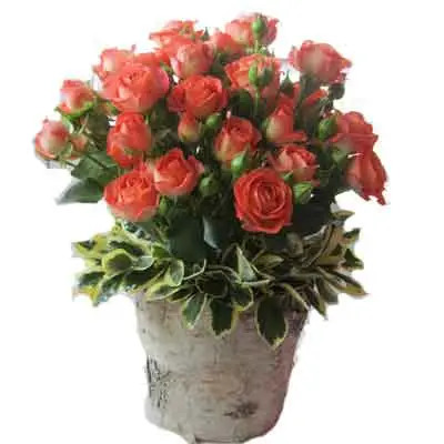 Spray Roses Flowers Plant