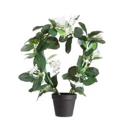 Stephanotis Flowers Plant