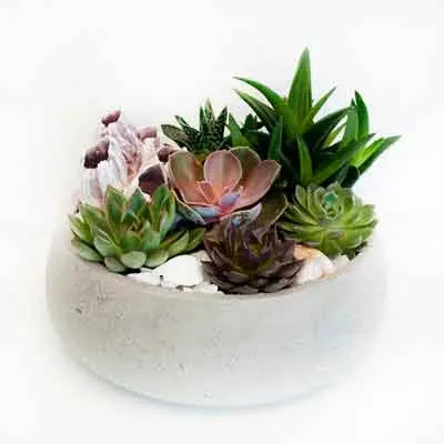 Succulents Flower Plant