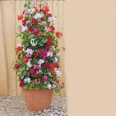 Sweet Peas Flowers Plant