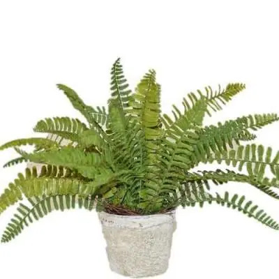 Sword Fern Flowers Plant