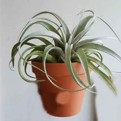 Xerographica Tillandsia Flower Plant