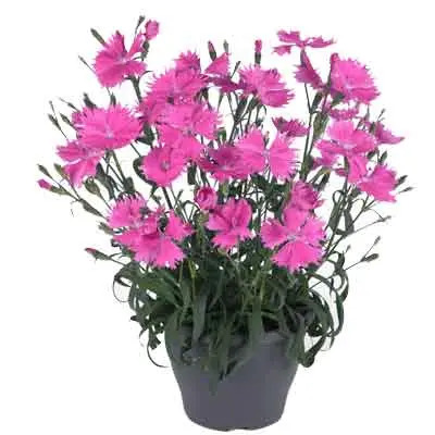 Dianthus Flowers Plant