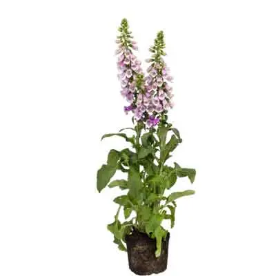 Foxglove Flowers Plant