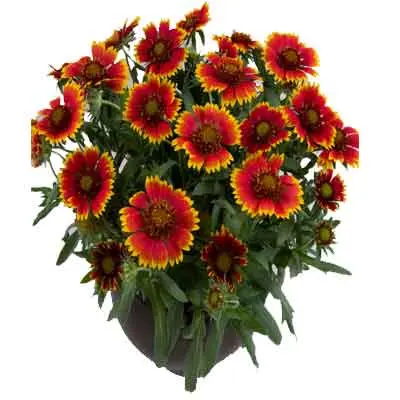 Gaillardia Flowers Plant