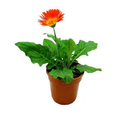 Gerberas Flowers Plant