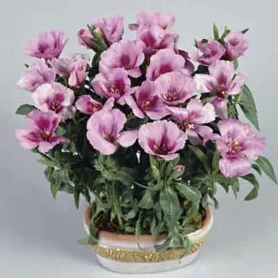 Godetias Flowers Plant