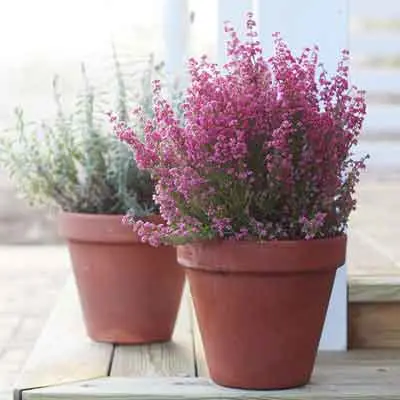 Heather Flowers Plant