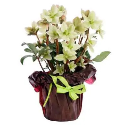 Hellebores Flowers Plant