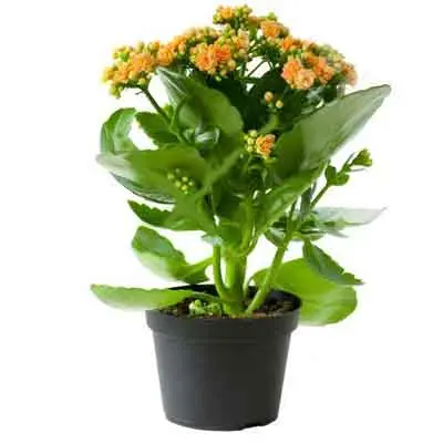 Kalanchoe Flowers Plant