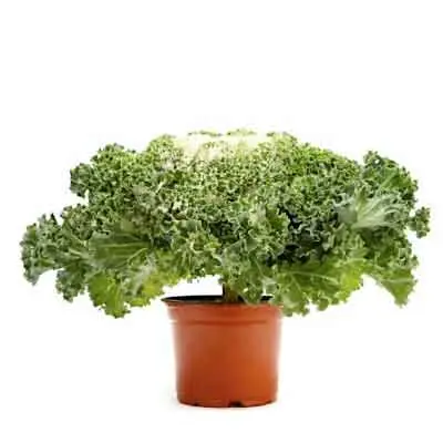 Kale Flowers Plant