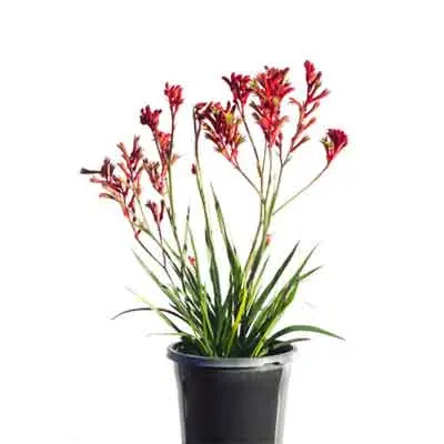 Kangaroo Paw Flowers Plant