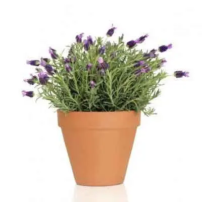 Lavender Flowers Plant