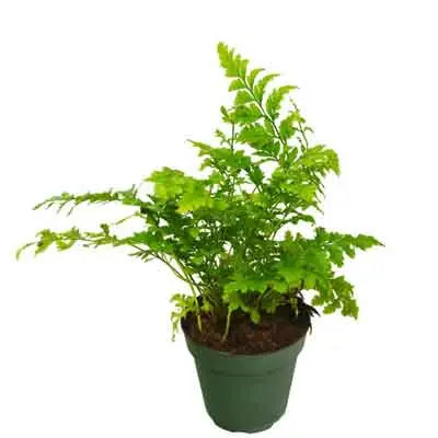 Leatherleaf Fern Flowers Plant