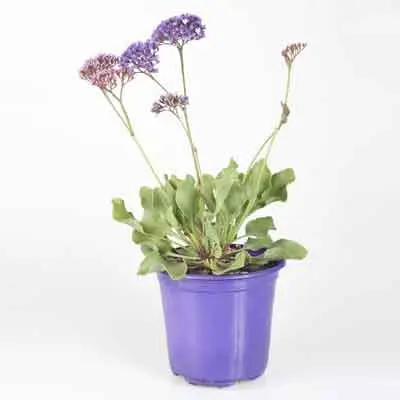 Limonium Flowers Plant