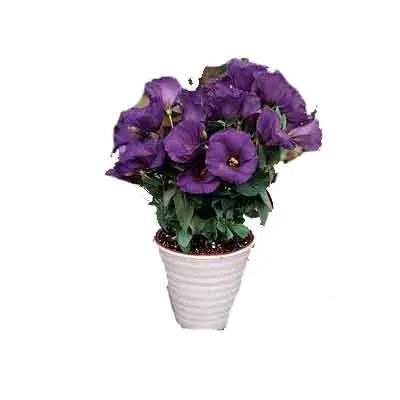 Lisianthus Flowers Plant