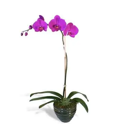 Orchids Flowers Plant