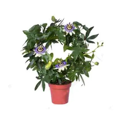 Passion Flower Plant