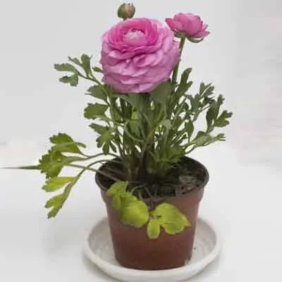 Peonies Flowers Plant