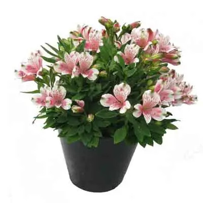 Peruvian Lilies Flowers Plant