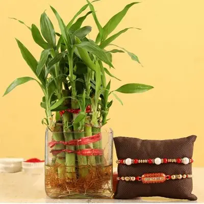 Rakhi with Bamboo Plant