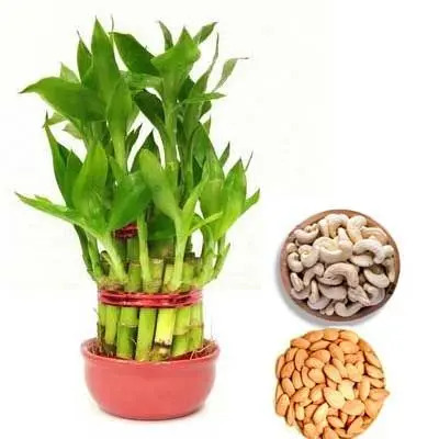 2 Layer Lucky Bamboo with Almonds & Cashew