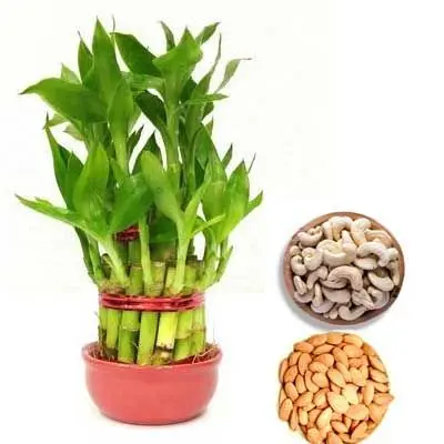 2 Layer Lucky Bamboo with Almonds & Cashew