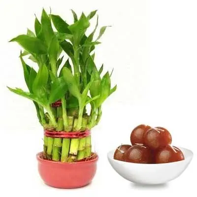 2 Layer Lucky Bamboo with Gulab Jamun