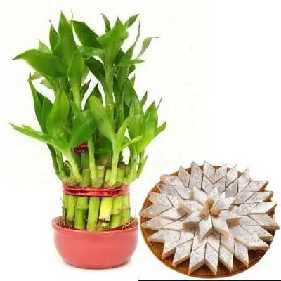 2 Layer Lucky Bamboo with Kaju Katli