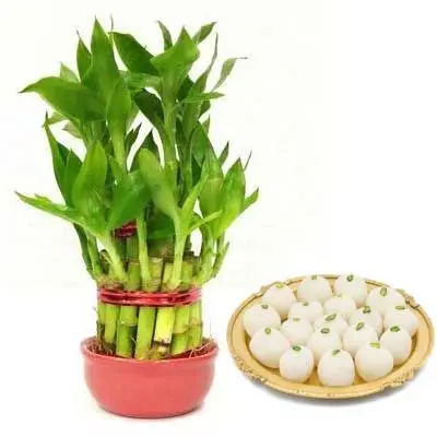 2 Layer Lucky Bamboo with Rasgulla