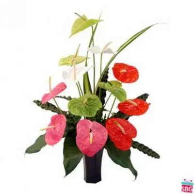 Mixed Anthurium In Vase