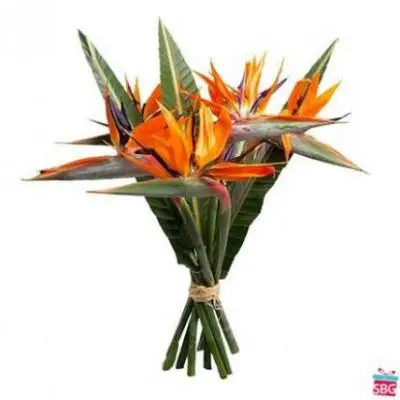 Birds Of Paradise Flower