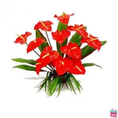 Anthurium Bouquet