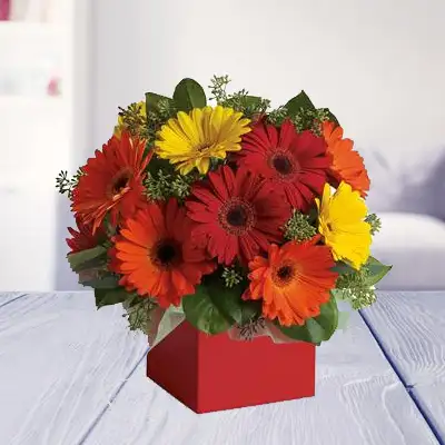 Mixed Gerbera Box