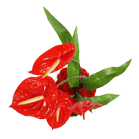 Anthurium Flowers