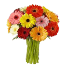 Gerbera Flowers