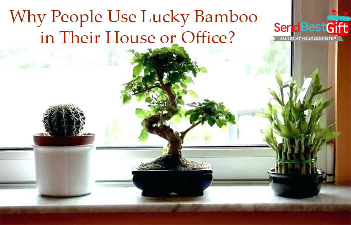 Lucky Bamboo