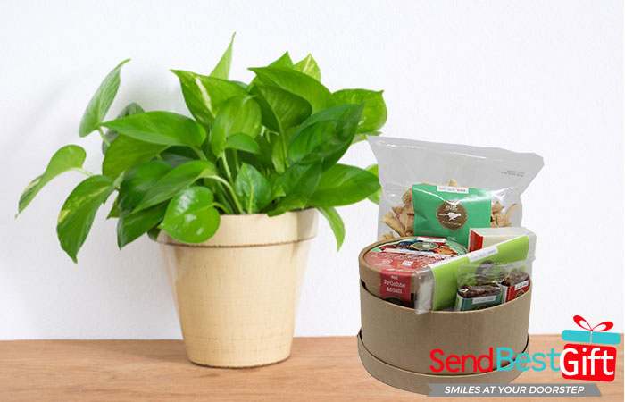Good luck plant with an organic healthy snack hampers