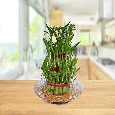 Lucky Bamboo Triple Layer
